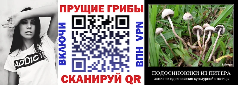 Псилоцибиновые грибы Psilocybe  Арсеньев 